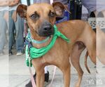 Small #5 Miniature Pinscher Mix