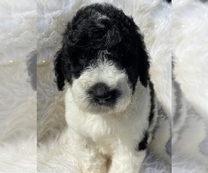 Poodle (Standard) Puppy for sale in FREDERICKTOWN, MO, USA
