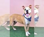Small #1 American Pit Bull Terrier Mix