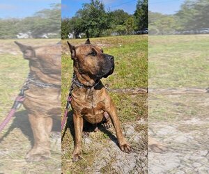Presa Canario Dogs for adoption in Fort Myers, FL, USA