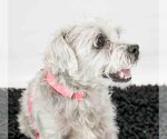 Small #6 Poodle (Miniature) Mix