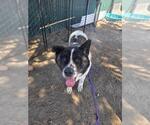 Small #1 Akita Mix