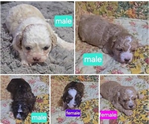 Maltipoo Puppy for sale in BURLINGTON, MA, USA