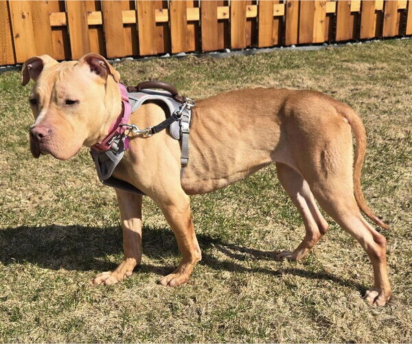 Medium Photo #2 American Pit Bull Terrier-Unknown Mix Puppy For Sale in Mundelein, IL, USA