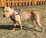 Small #1 American Pit Bull Terrier Mix