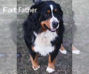 Father of the Bernese Mountain Dog puppies born on 03/01/2022