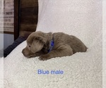 Puppy Blue collar Labrador Retriever