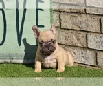 Small Photo #5 French Bulldog Puppy For Sale in BAYTOWN, TX, USA