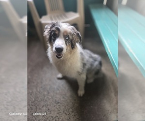 Australian Shepherd Puppy for sale in DUVALL, WA, USA