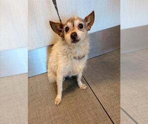 Toxirn Dogs for adoption in Rancho Cucamonga, CA, USA