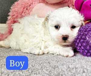 Maltipoo Puppy for sale in PALM COAST, FL, USA