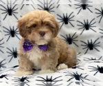 Small Photo #7 Lhasa Apso Puppy For Sale in LAKELAND, FL, USA