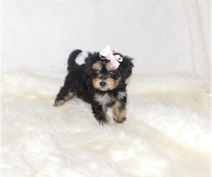 Morkie Puppy for sale in WARRENSBURG, MO, USA