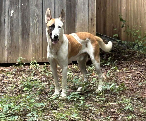 Medium Photo #4 German Shepherd Dog Puppy For Sale in Montgomery, AL, USA