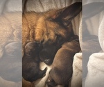 Small Photo #2 Malinois Puppy For Sale in SAN MARCOS, CA, USA