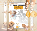 Puppy Winnie American Pit Bull Terrier