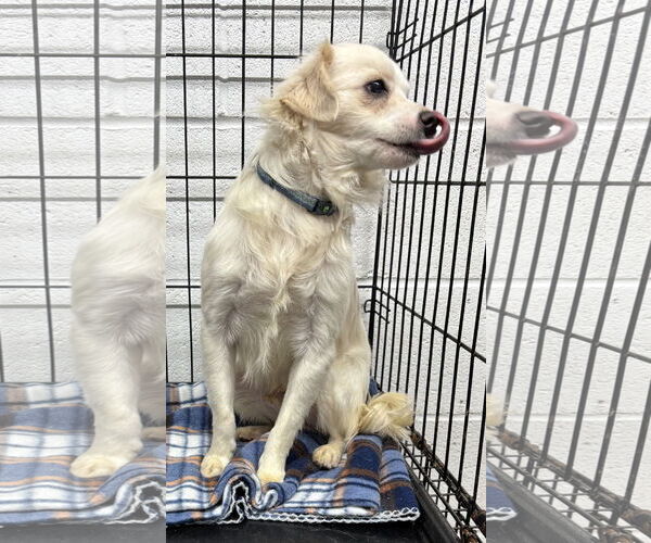 Medium Photo #3 Chion Puppy For Sale in York, SC, USA