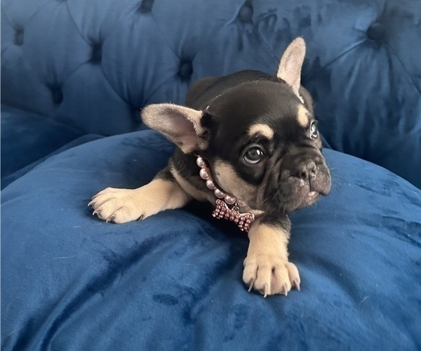 Medium Photo #10 French Bulldog Puppy For Sale in ENCINO, CA, USA