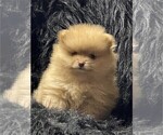 Small #4 Pomeranian