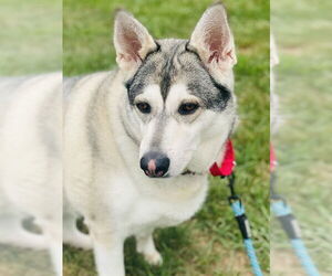 German Shepherd Dog-Siberian Husky Mix Dogs for adoption in Westminster, MD, USA
