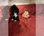 Litter of 3 - Male(s) and Female(s) Goldendoodle (Miniature)Litter of Puppies for Sale - Photo #2