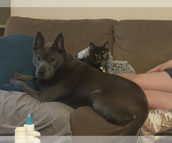 Medium Photo #2 Mutt Puppy For Sale in Bellingham, WA, USA