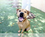 Small #42 Chinese Shar-Pei-Labrador Retriever Mix