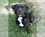 Small #3 American Pit Bull Terrier Mix