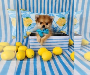 Pomeranian Puppy for sale in INDIANAPOLIS, IN, USA