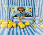 Image preview for Ad Listing. Nickname: Simon