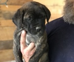 Puppy Puppy 6 Mastiff