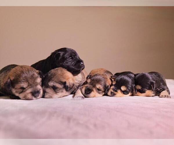 Medium Photo #1 Schnauzer (Miniature) Puppy For Sale in LEHIGH ACRES, FL, USA