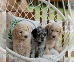 Small #1 Goldendoodle