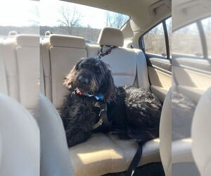 Cash - Male Labradoodle Dog for Adoption - Photo #2