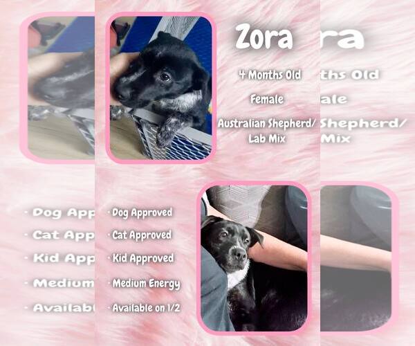 Medium Photo #3 Labrador Retriever-Unknown Mix Puppy For Sale in Jacksonville, NC, USA