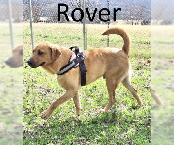 Medium Photo #1 Black Mouth Cur-Labrador Retriever Mix Puppy For Sale in Mountain View, AR, USA