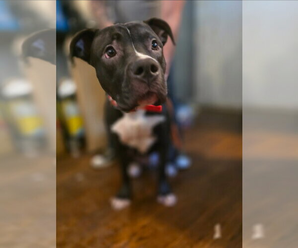 Medium Photo #1 American Pit Bull Terrier-American Staffordshire Terrier Mix Puppy For Sale in Chester, VA, USA