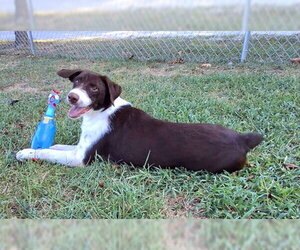Hal - Male Border Point Dog for Adoption - Photo #2