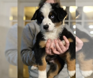 Australian Shepherd Puppy for sale in VISALIA, CA, USA