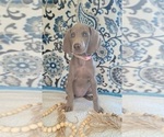 Small #1 Weimaraner