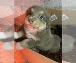 Small Photo #1 Miniature Australian Shepherd Puppy For Sale in FRANKLIN, NC, USA