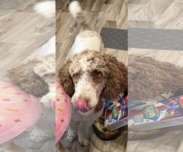 Medium Photo #5 Poodle (Standard) Puppy For Sale in Mount Airy, NC, USA