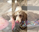 Small #4 Poodle (Standard)