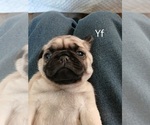 Small #1 Pug