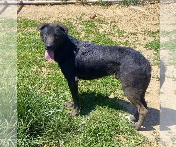 Medium Photo #21 Labrador Retriever-Unknown Mix Puppy For Sale in Mount Laurel, NJ, USA