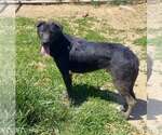 Small #20 Labrador Retriever Mix