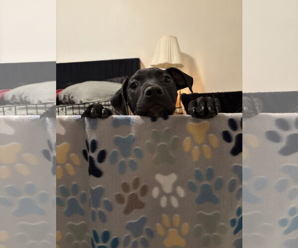 Medium Photo #3 American Staffordshire Terrier Puppy For Sale in MIDWAY, UT, USA