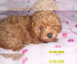 Poodle (Toy) Puppy for sale in DULUTH, GA, USA