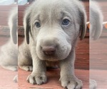 Small Photo #1 Labrador Retriever Puppy For Sale in BELTON, SC, USA