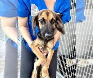 German Shepherd Dog Dogs for adoption in San Bernardino, CA, USA